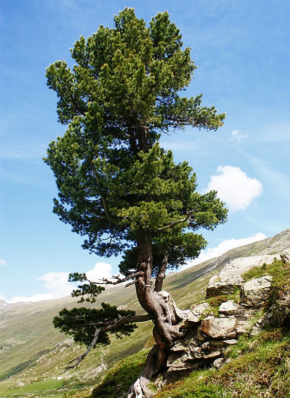 Der Zirbenbaum